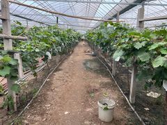 -马陆小张葡萄园农家乐