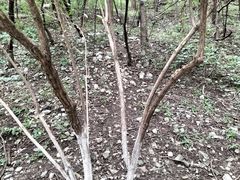-佛慧山