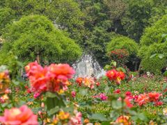 -上海共青森林公园