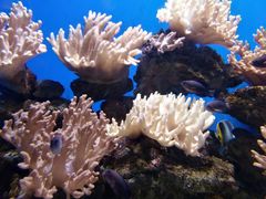 -烟台海昌鲸鲨海洋公园