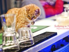 -Sirena海妖日咖夜酒