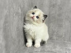 -小猫来了·猫舍(红山六九七九店)