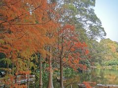 -深圳仙湖植物园