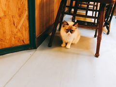 -猫色咖啡·猫咖