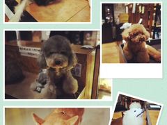 -more than meow吴止猫主题餐厅(承德 中船汇店)