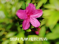 -云山九里度假酒店蝶庐阁中餐厅