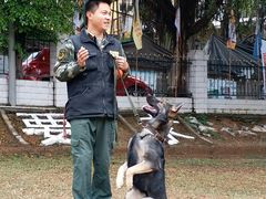 东德犬在训练-良成狗狗乐园
