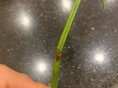 -蝎王府羊蝎子(北大地店)