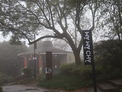 -MAMACHA妈妈茶(岳麓山店)