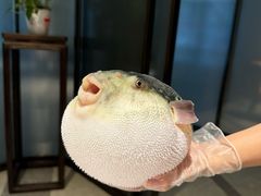 -鲐赏河豚(长寿店)