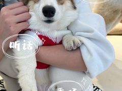 -怪兽屋·羊驼·猫咖·狗咖(俊华广场店)