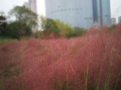 -艾溪湖湿地公园