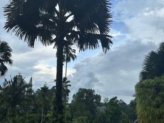 -新加坡植物园
