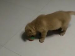 -暖阳宠物医院·犬猫康复中心·骨科