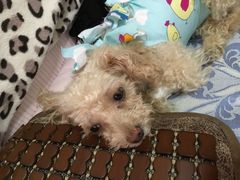 -纳吉亚猫专科动物诊疗中心(蒋宅口分院)