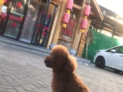 -鸽子窝(黄村店)