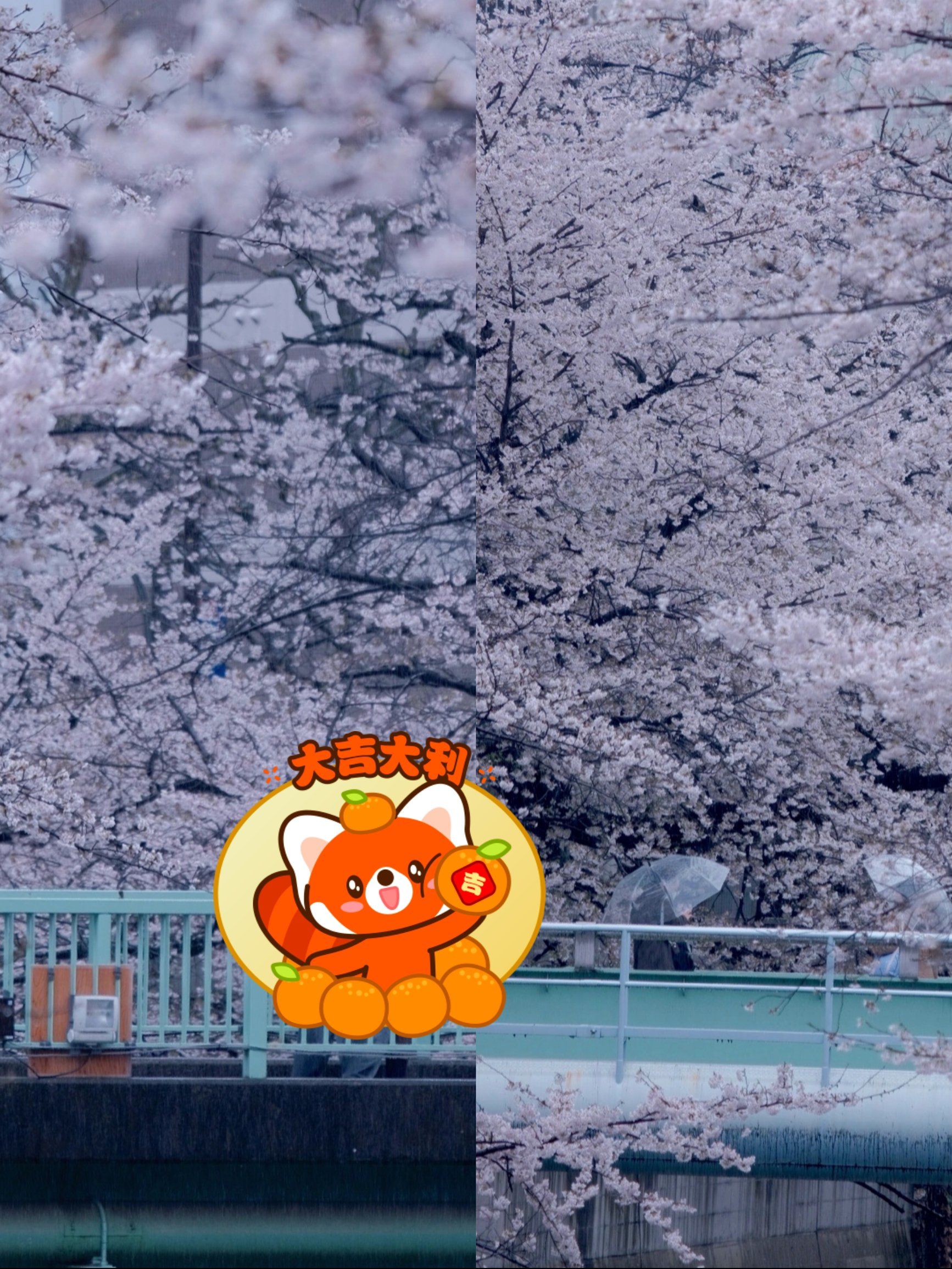 春日经典打卡点:奈良吉野山 的樱花宴 🌸🌸🌸

当春风拂过