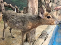 -正佳雨林生态植物园