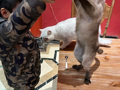 -猫色咖啡·猫咖