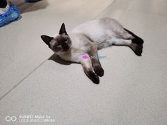 -藏猫猫咖啡主题馆(中央大道店)