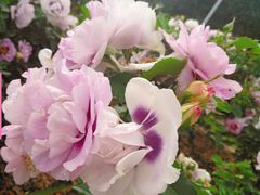 -人民公园(罗湖区)