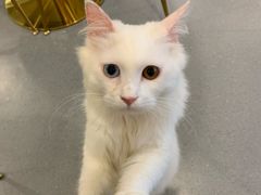 -飞行喵MR PILOT|猫舍·猫咖(静安大融城店)