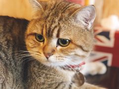 -名猫咖啡馆·撸猫·拼豆