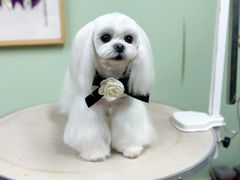 -鑫艺宠物美容培训学校