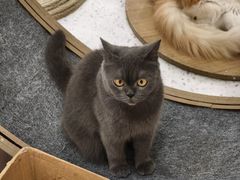 -喵园·猫主题咖啡厅·撸猫·猫咖(国贸店)