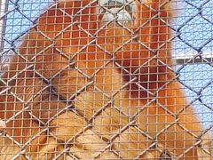 -西安秦岭野生动物园