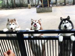 -TrueLove @ Neverland (Husky Cafe)