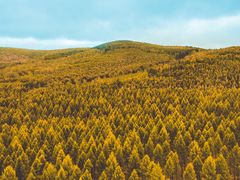 -塞罕坝国家级自然保护区