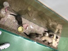 -藦茜花园宠物主题亲子互动体验馆(国顺东路店)
