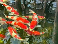 -观唐（国际）度假村温泉