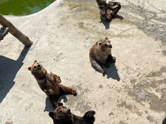 -哈尔滨北方森林动物园