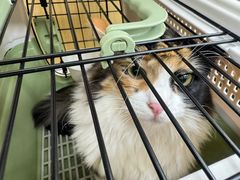 -美联众合动物医院·24h京西诊疗中心