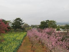 -天适樱花悠乐园