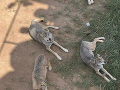 -鄂尔多斯野生动物园