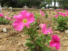 -松山湖南湖湾露营营地