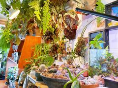 -吉丁鸟咖·异宠·寄养