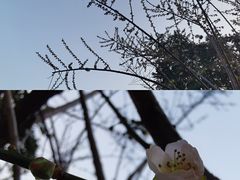 -荔枝公园(福田区)