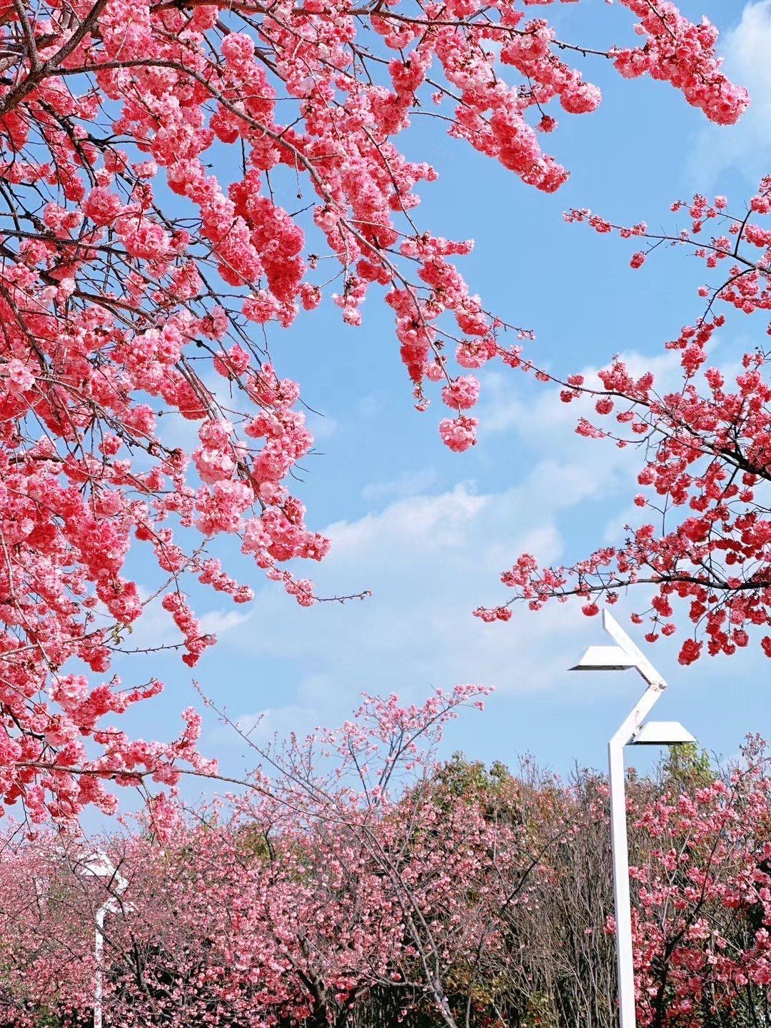 春有约
花不误
大理春樱如约而至
「大理山水间」
#治愈系