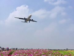 -空港花田景区