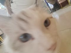-平行世界·猫咖(首经贸店)