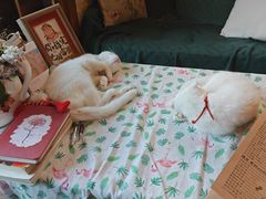 -豌豆小院咖啡馆