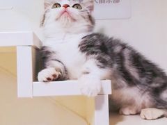 -十年猫舍·猫咪专门店(普陀店)