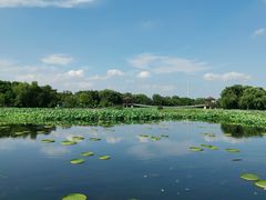 -荷塘月色湿地公园·向阳花洲
