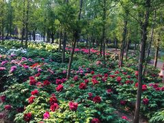 -石家庄市植物园