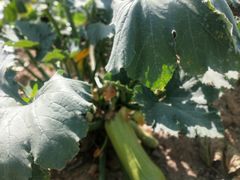-锡林郭勒盟羊羊牧业股份有限公司
