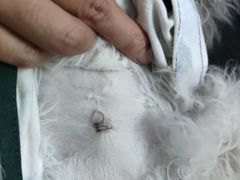 -安安宠医安欣宠物医院